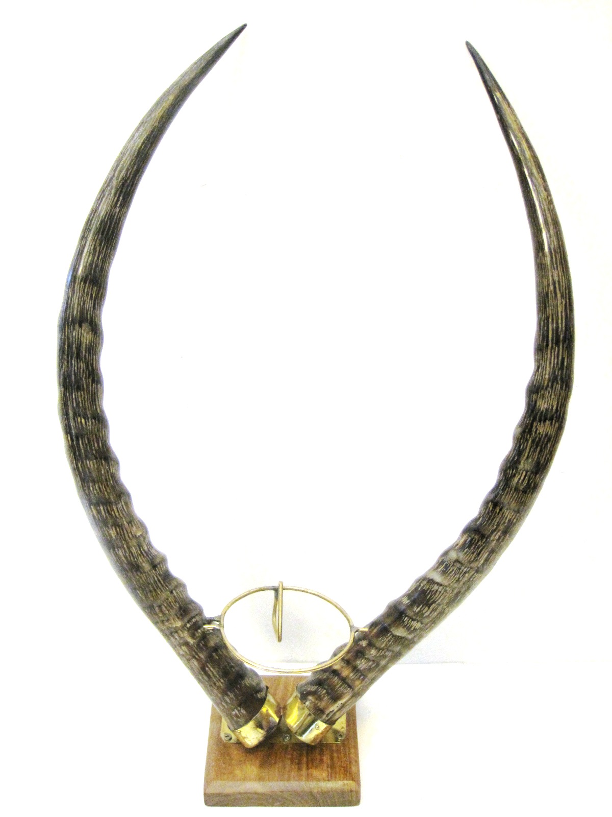 Gemsbok Horn Stand